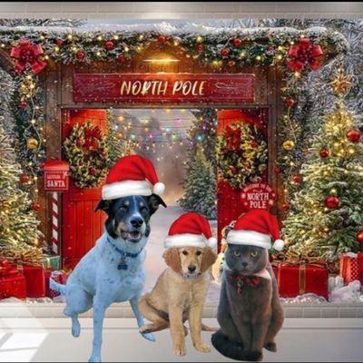 LDogs03's profile picture. We took over momma's account! We use it more than she does. Our fur brother Tyson went OTRB 10-23-2020 🌈