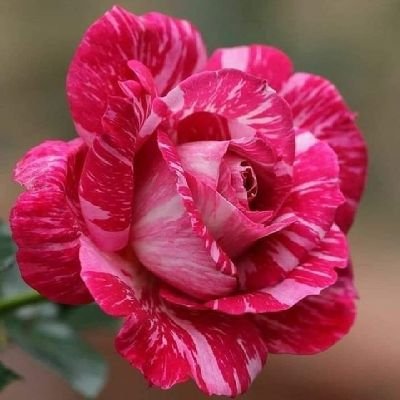 50uEP60X9jI7m0b's profile picture. いつも皆さんに感謝(*ᴗˬᴗ)
2025年も宜しくお願い致します🙇‍♂️
基本的にDMはNGにしておりませんが、勧誘·誘い·儲け話し·投資·出会い目的は一切❌見ません対応しません即ブロックします。無言フォロー失礼します🙏