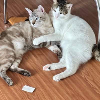 tropicanazul's profile picture. Sem lenço e sem documento