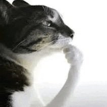 ze3k05's profile picture. wut