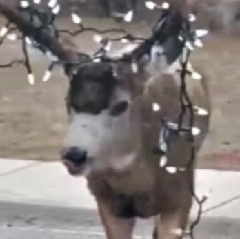 BluePuppyDeer's profile picture. a gay fat puppydeer's account | 22 | 410lbs but very tall | taken