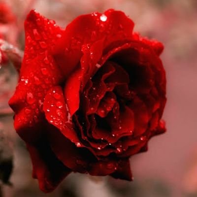 luckymalik121's profile picture. student