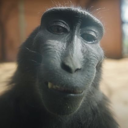 LeBaltroubadour's profile picture. 