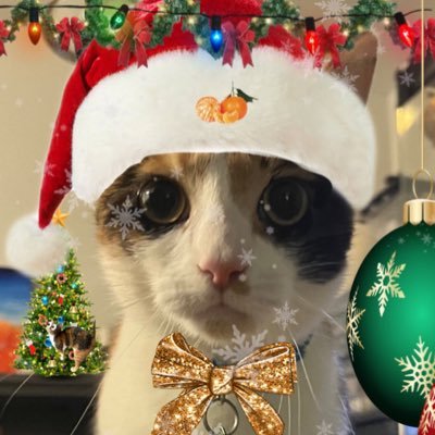 clam_time's profile picture. a little clam in a big world (twitter dot com)