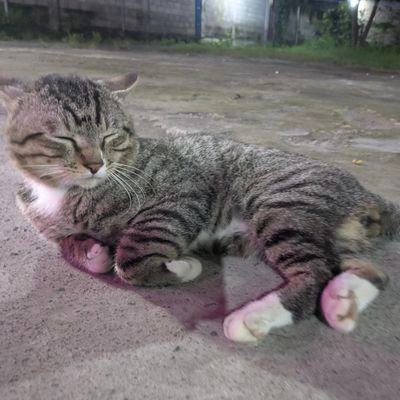 jsfrtwiter's profile picture. 