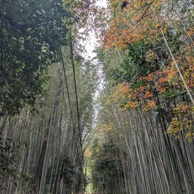 sanmaitake's profile picture. 