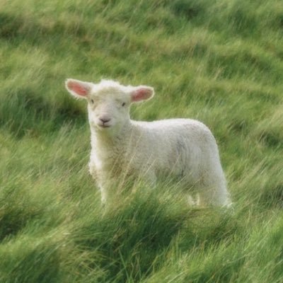 baaaaaaaaaaaa__'s profile picture. Sweet and rebellious.