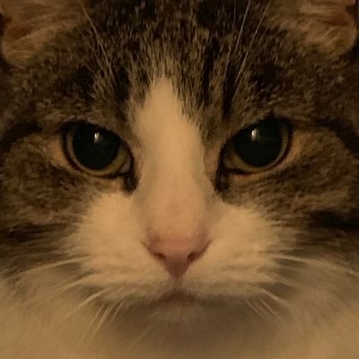 FouwKarin's profile picture. Formule 1 fan sinds eind jaren 80 , Personeel van 2🐈,  Eigenaar van 2 nieuwe knieën. Trots op mijn kids🥰 Allergisch voor bullshit. #artrose #fibromyalgie