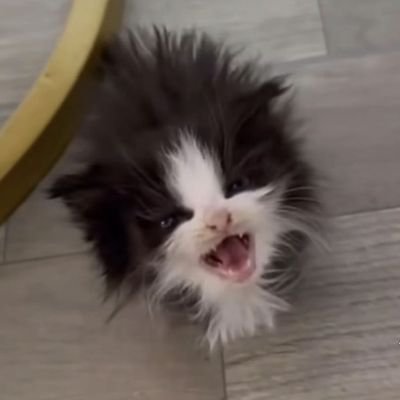 Kyto_Silly's profile picture. solo dibujo y no los termino a veces, no son los mejores Pero se intenta, también hago comisiones, aún siguen abiertas si están interesados.