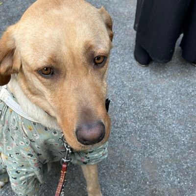 tokyo_ogata's profile picture. 尾形永樹│東京おがた治療院の院長です！│池袋・大塚マッサージ│あん摩マッサージ指圧師・厚労第148771号│盲導犬シャルルといっしょ