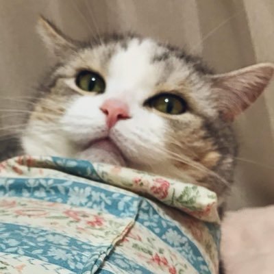 nike_mana's profile picture. よさこい好き しん andAs/ バナナマン佐久間さんCreepy Nutsリスナーリトルトゥースサブカル強火オタク ※うるさいのでミュート推奨※