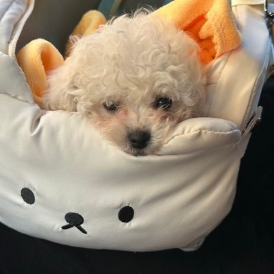 YiT_Buddha's profile picture. 