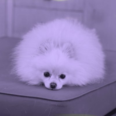 momichelle_4's profile picture. 👩🏼‍⚕️🩺♿️🌊🍉🇺🇦⚡️#soonermom #swiftie #bluedot #BLM #loveislove #boomersooner #thunderup #endDV💜