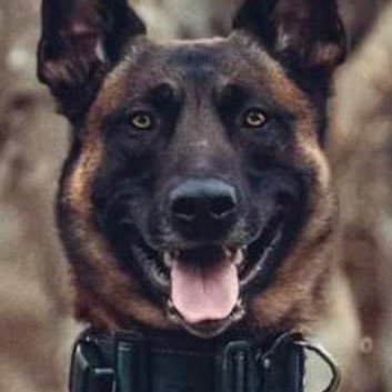 SleuthieChick's profile picture. cesspool on X