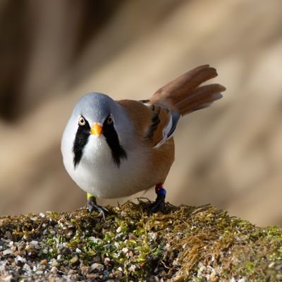 natepix1's profile picture. Pro gardener with a ➡️ 📷

Any spare hour you'll find me with wildlife 🐦
Canon R6ii -RF 100-500mm f/4.5-7.1L IS USM
All photos my own and a few Ai edits