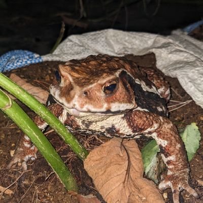 morphendo's profile picture. 🐸です。山林土地に自作のドームテントを設置してBライフしてます。寝床は3畳小屋。冬はテントを片付けてどこかへ避寒します。