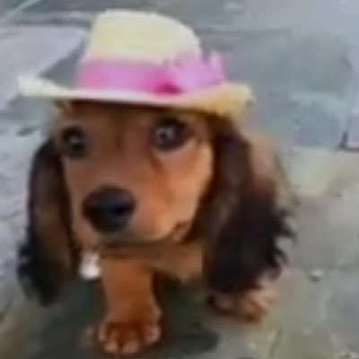 vidallol_'s profile picture. 📨luci.vidal04@gmail.com
Challenger top/jungle
former: pain, rise, vks, mibr