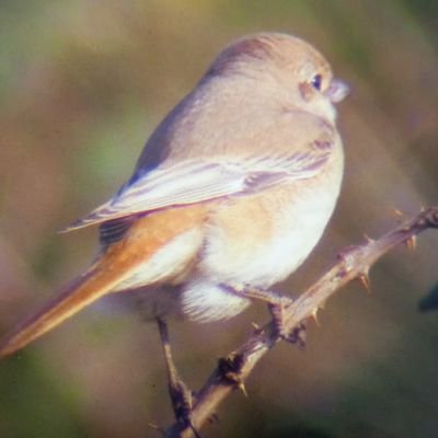 aquilabirding's profile picture. 