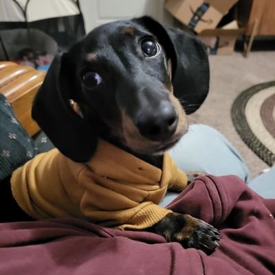 LibrarianGirl77's profile picture. #TRUMP2024 NO DM'S
 
You retweet my posts & I'll retweet yours !  DEAL ?   
America First Christian Conservative.
Teach your kids about God, Civics,and History.