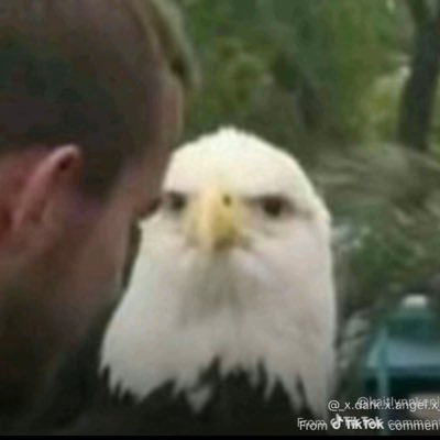 CsarPapi's profile picture. 