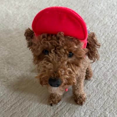 CYBRAVO21's profile picture. 