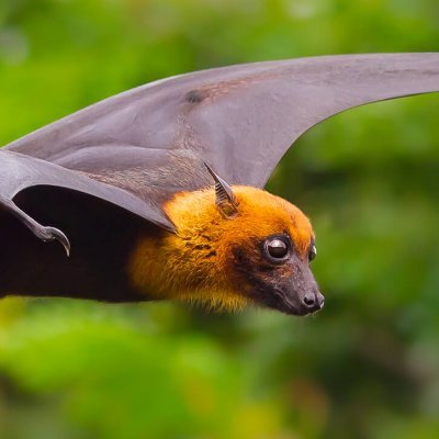 slackenin's profile picture. 