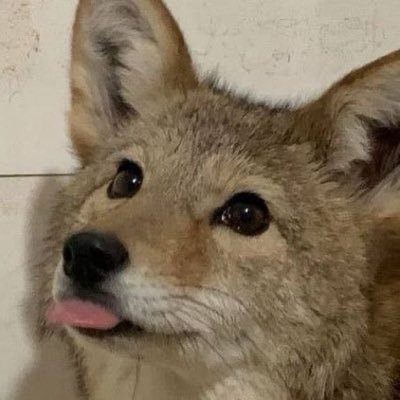 skippy_yote's profile picture. 22 | mechaniyote engideer | pubby | biting the hand that feeds | tele: skippy_is (say hi) | 🏳️‍🌈 | 🔞