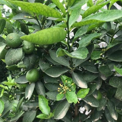 seyednajbaei's profile picture. no