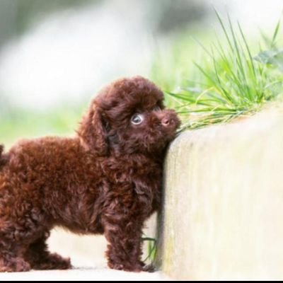 HopeSeagul's profile picture. 