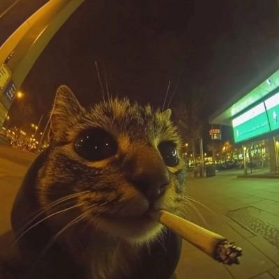 mental_pr1son's profile picture. 🫡