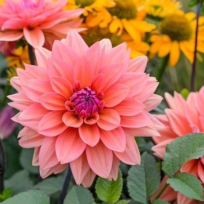 SSabana1985's profile picture. 