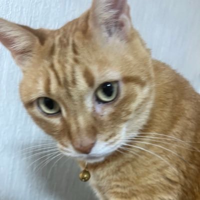 takede3's profile picture. 投資歴20年超の家事見習い兼投機家 爆損しない投資家への道を摸索中。 投資方針 法定通貨を長期ショート