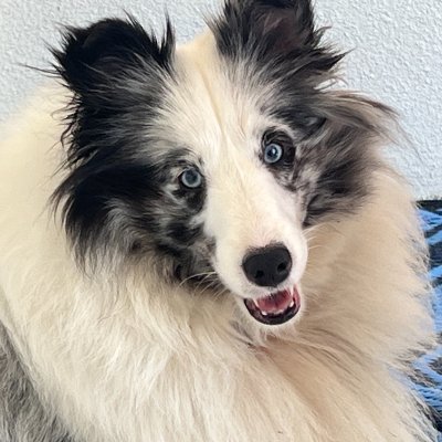 Amer_Radiance's profile picture. American Radiance™            Presents Skye Biscuits  
 Small batch treats for good dogs.