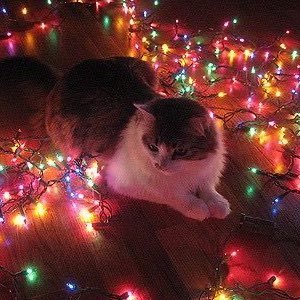 clioscoffeecup's profile picture. #edtwt • aspiring cadaver • MINORS DNI • EDNOS • ily