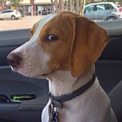 Sylvia_and_Bill's profile picture. Bill 🐾 14 yrs blind, deaf & diabetic. Bill luvs snacks & walkies. Jolly ~ I miss you so much! 2008-2021 🌈 #DogMom Stay Angry/Protect Democracy Everywhere 🇺🇦