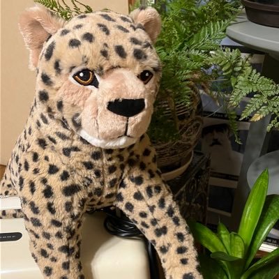 SWlFh6yXjJgEKBd's profile picture. カフェ巡り 新潟アルビレックスBB🍊 飲み食い  御朱印　　　ポストは基本消します🙏インスタもよろしくお願いします💦