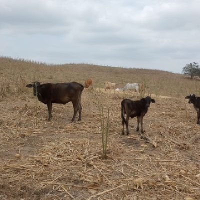 jaimeguerrerom's profile picture. vivo en guayaquil