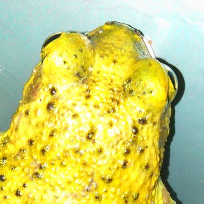 phrog_lmao's profile picture. 𓆏 F.R.O.G. is to Fully Rely On God𓆏
𓆏 Experiments with silliness𓆏
𓆏 Customer complaints𓆏
𓆏 Casual streamer𓆏