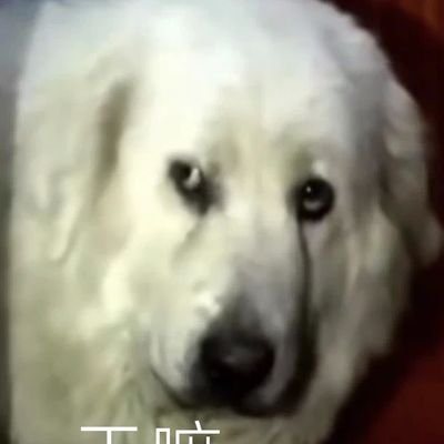 die23203988's profile picture. 耍