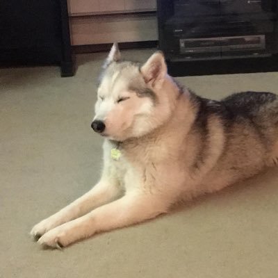 CJTruthLiberty's profile picture. John 14:6✨Wife • Dog Mom🐶Patriot🇺🇸MAGA🦅