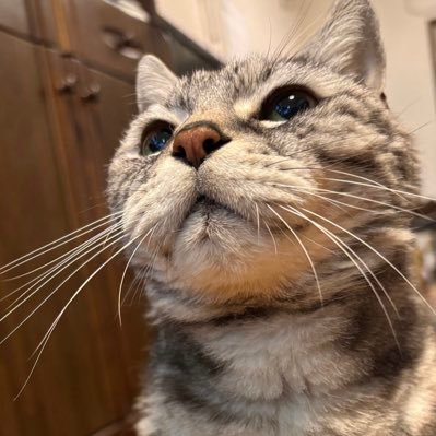 tsukiusagi77's profile picture. 新日本プロレス、新日ちゃんぴおん大好きです！ 新日本プロレス箱推し。特にYOH選手、YOSHI-HASHI選手推し！ケニー・オメガ(2023年1.4東京ドーム入場 片翼の天使セフィロス)MALICE MIZER！ Moi dix Mois！Mana様