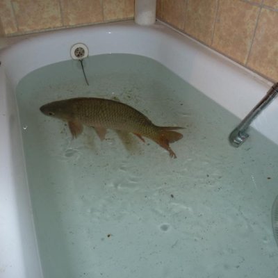 GAl350706375790's profile picture. Something's Fishy...

i draw messy artwork