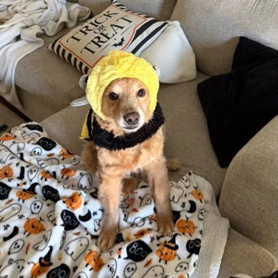 mixiRL's profile picture. @The_Pulse_Clan • @merrymorgau • cemented ssl rocket league player