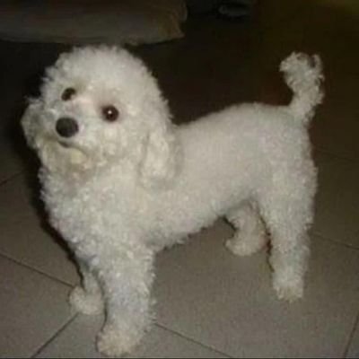 frittzenwalden's profile picture. Lo contrario del amor es el miedo