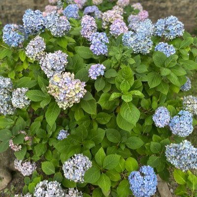 Lo_Maynee's profile picture. Senior swiftie who loves her husband and her cats 🫶🏻