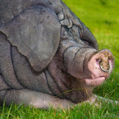 midwitologist's profile picture. Always tell the truth. That way, you don't have to remember what you said.