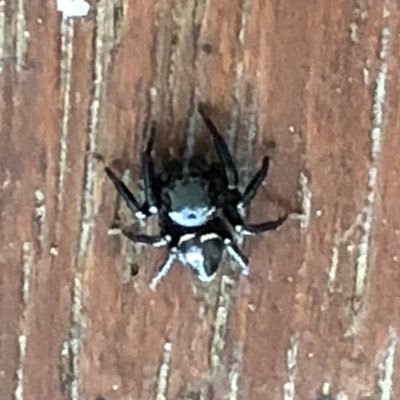 Nyaga_Feb's profile picture. 九大 クモ屋