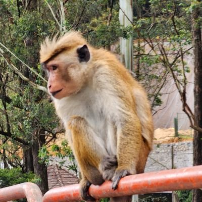 yoshiyogi01's profile picture. vibing | Building things | Mechanical Design Engineer in Robotics