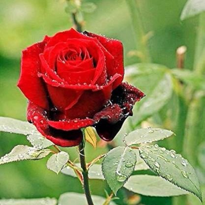 _just__No_one_'s profile picture. 