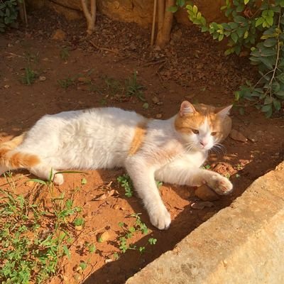 KumarAbhim1334's profile picture. 